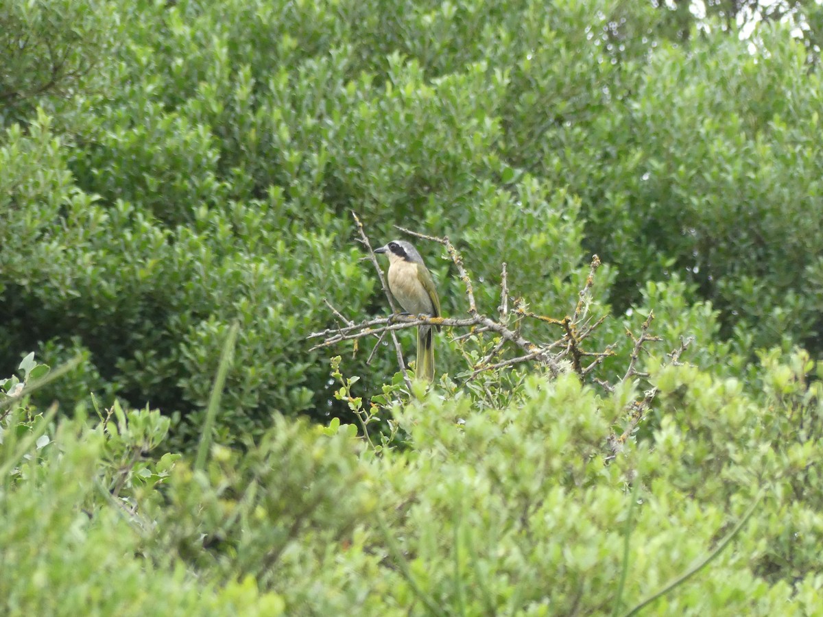 Olive Bushshrike - ML615687689