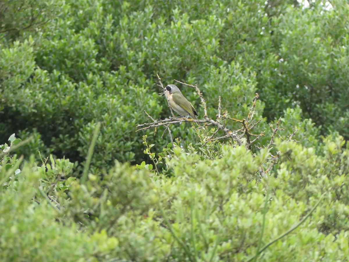 Olive Bushshrike - ML615687690