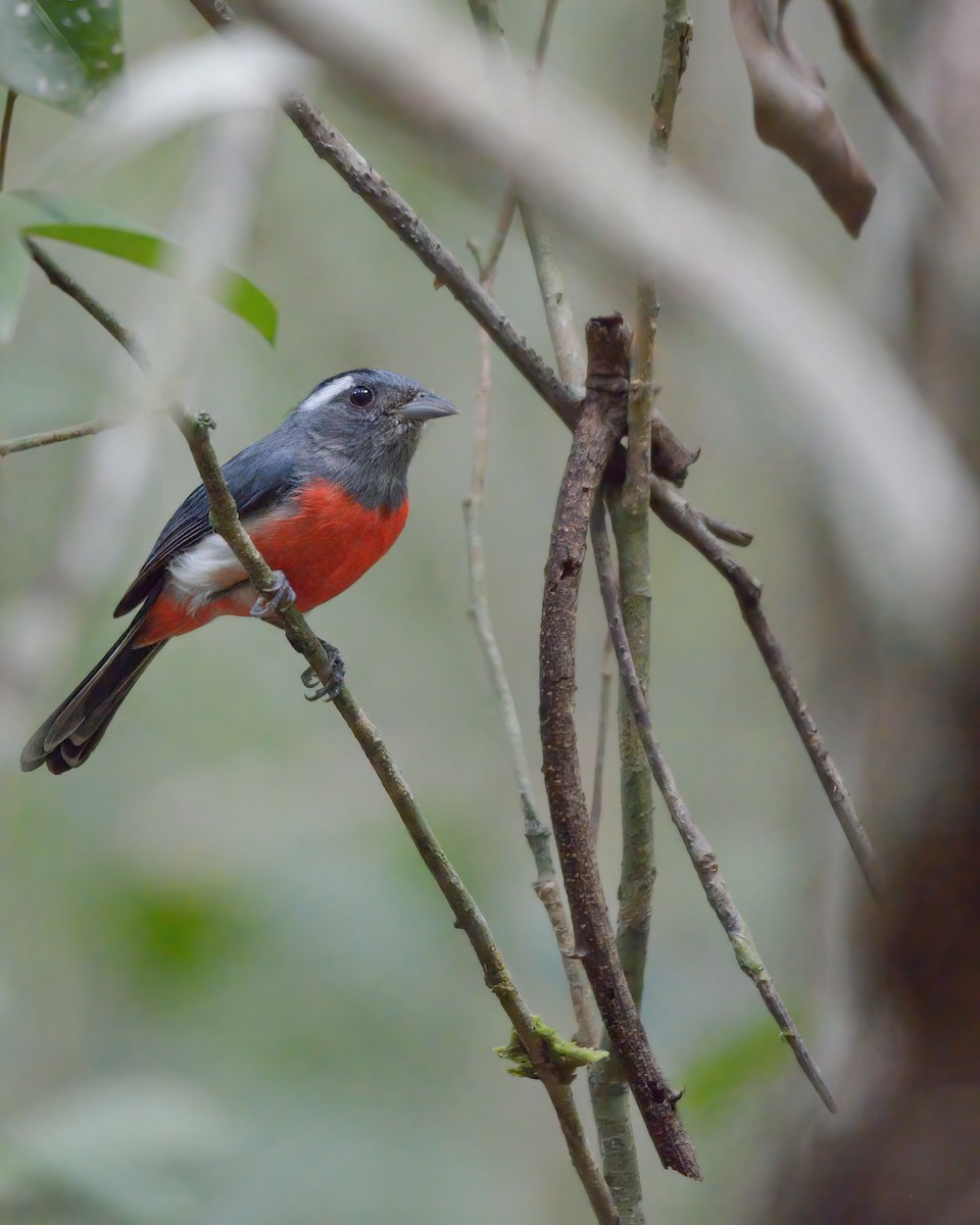 Gray-throated Chat - Luis Trinchan