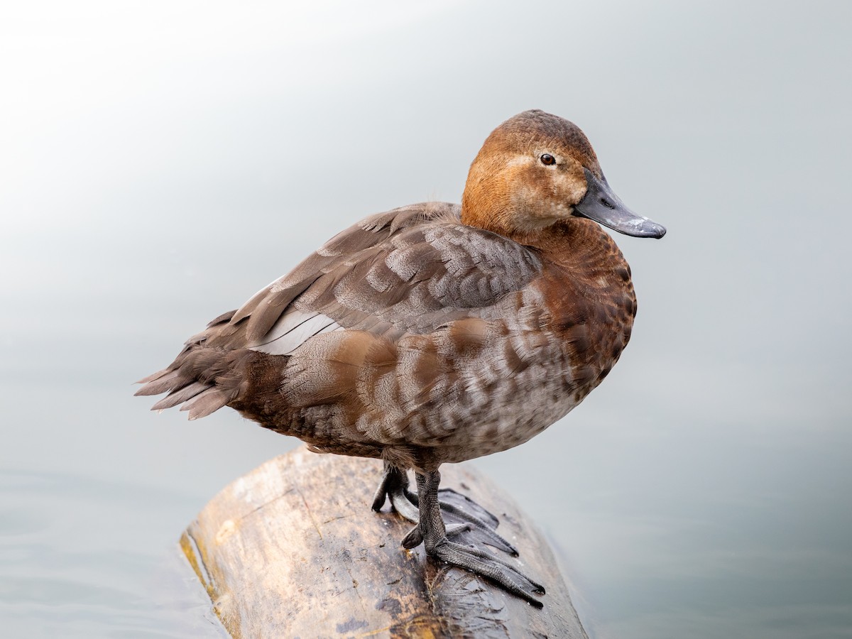 Common Pochard - ML615687773