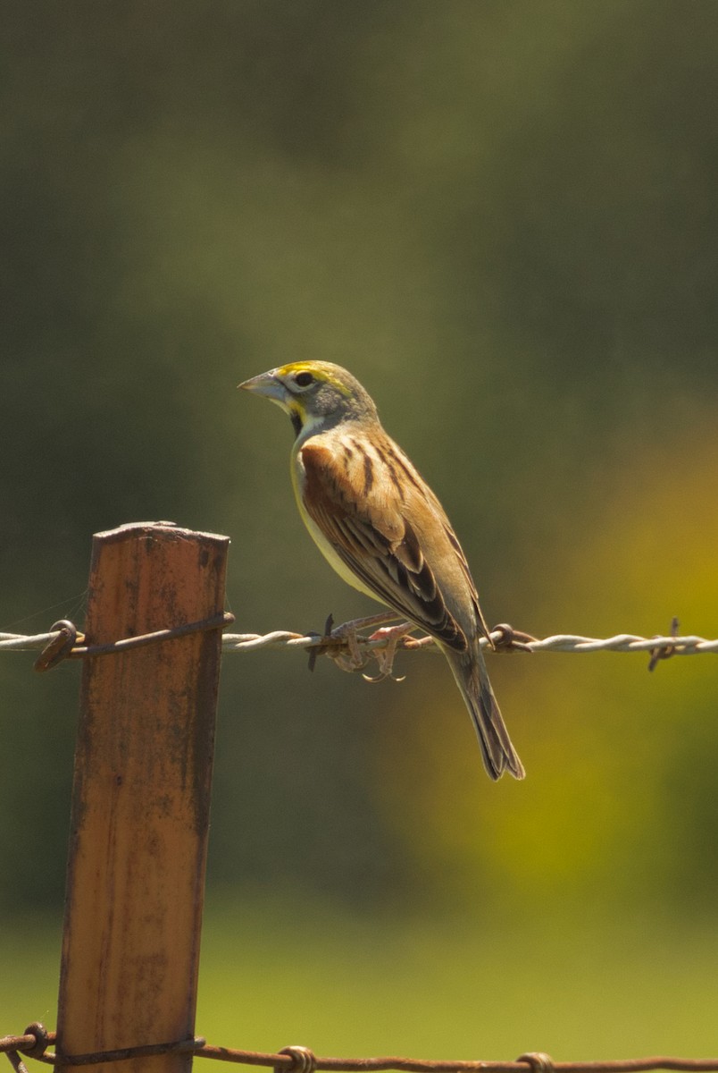 Dickcissel d'Amérique - ML615687835