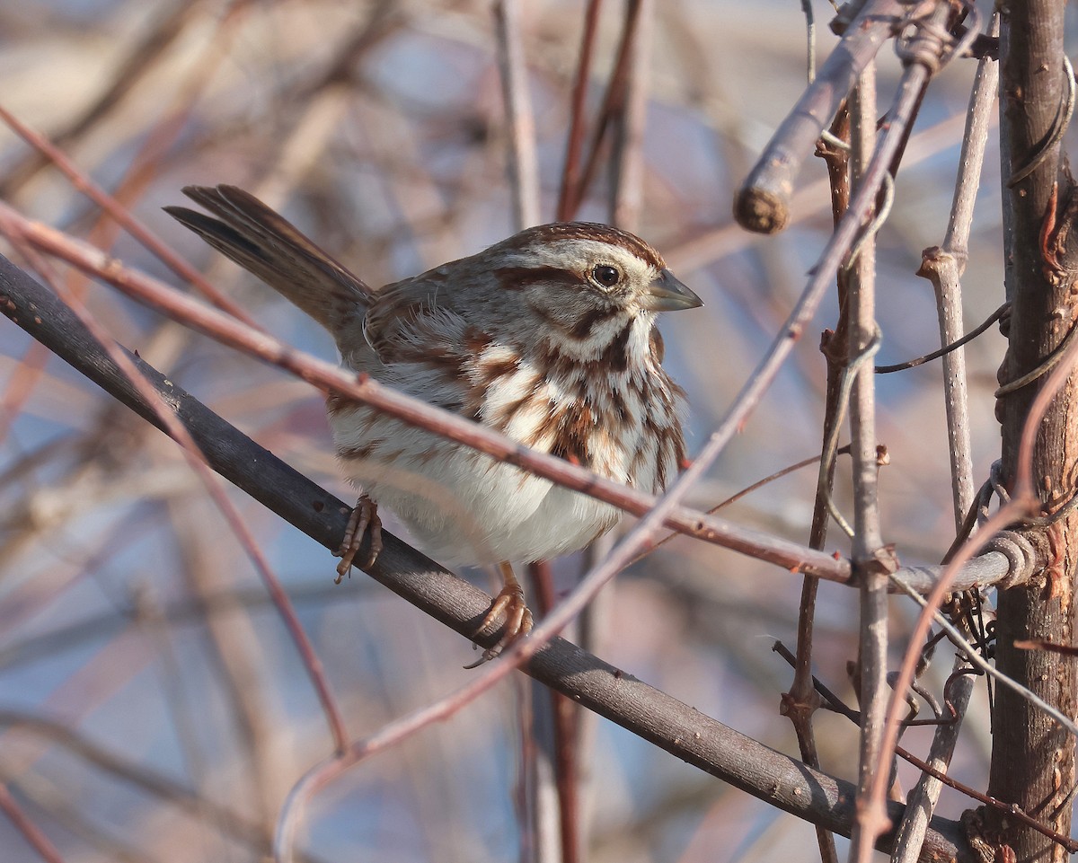 Song Sparrow - ML615687856