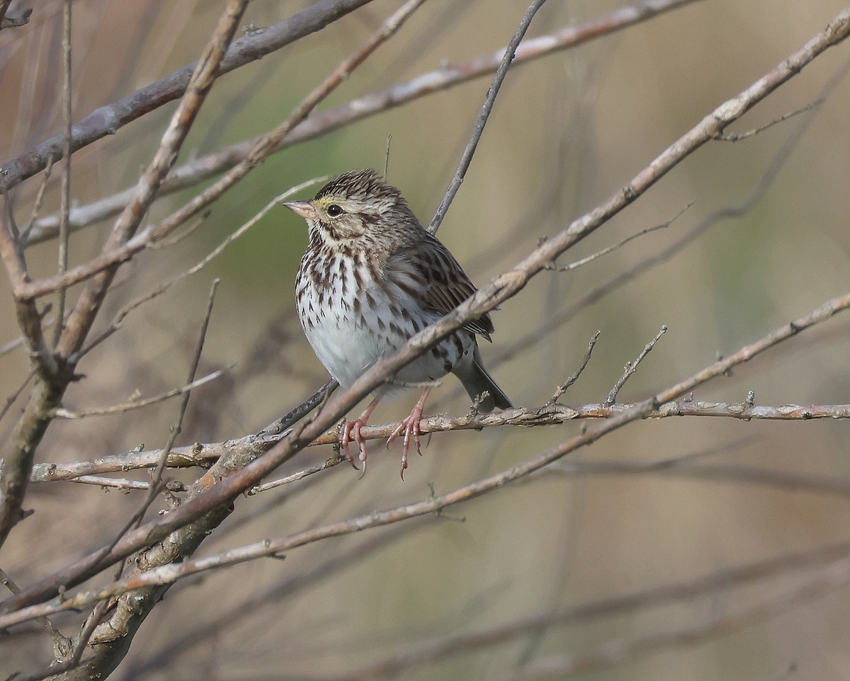 Savannah Sparrow - ML615687868