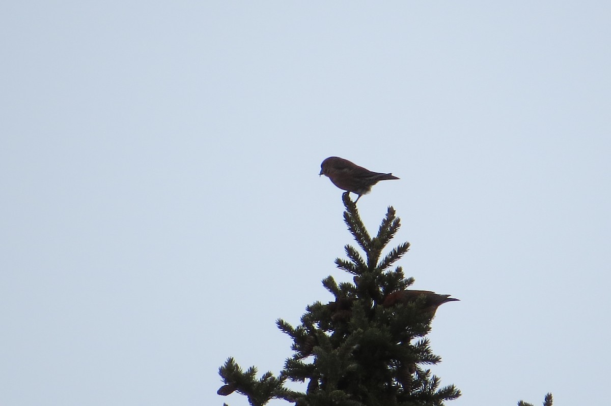 Red Crossbill - Alan Collier