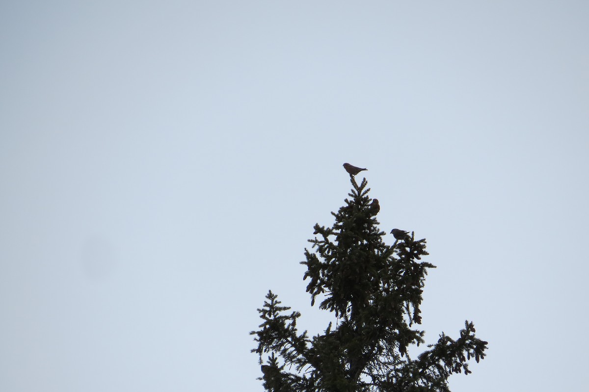 Red Crossbill - Alan Collier