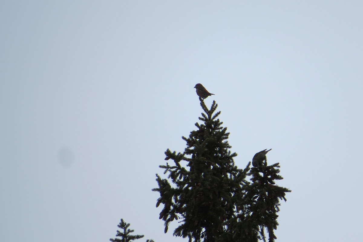 Red Crossbill - Alan Collier