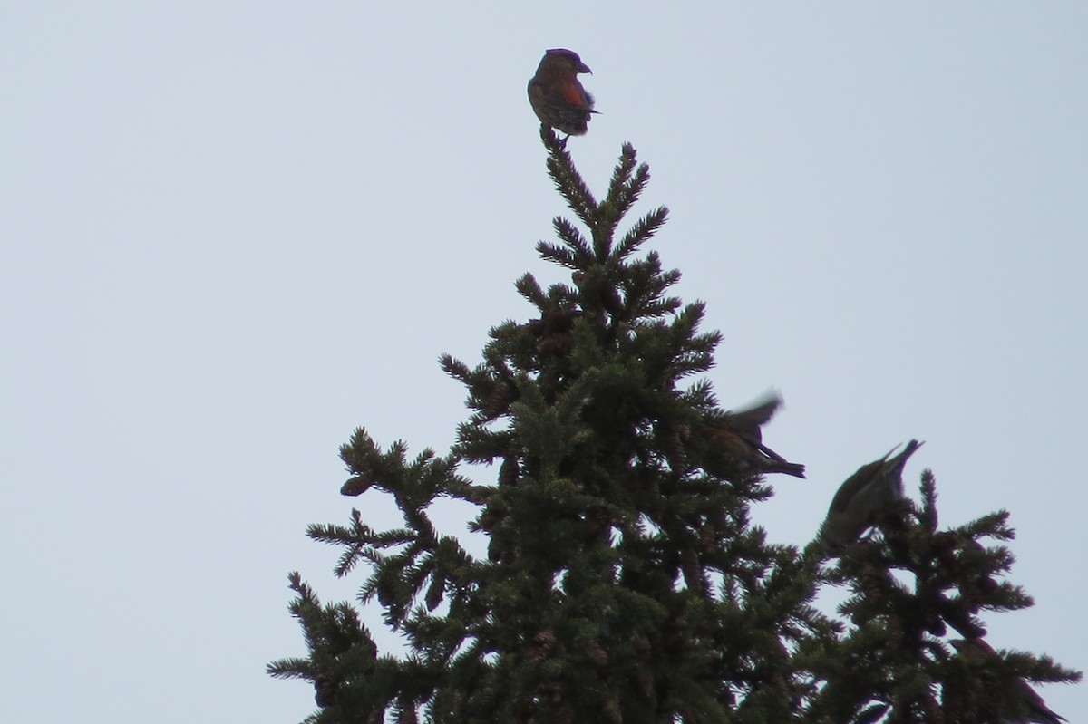 Red Crossbill - Alan Collier