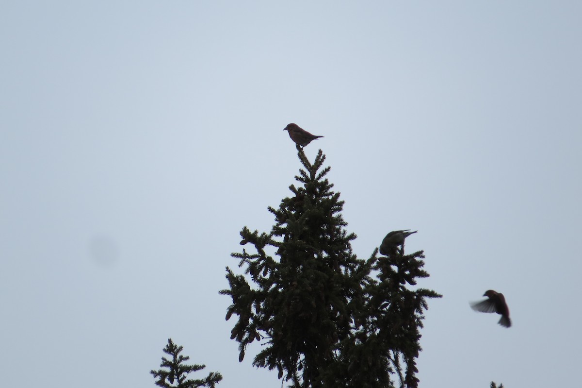 Red Crossbill - Alan Collier