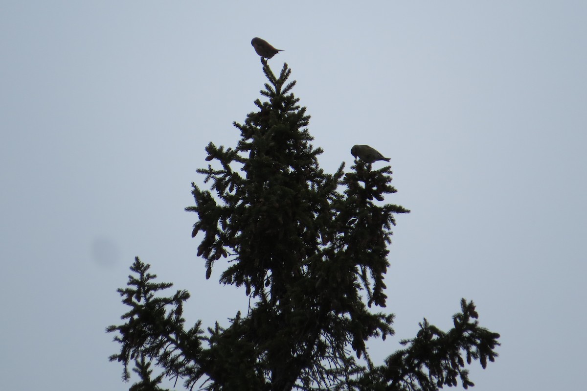 Red Crossbill - ML615687909