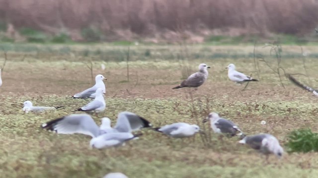 Lesser Black-backed Gull - ML615687914