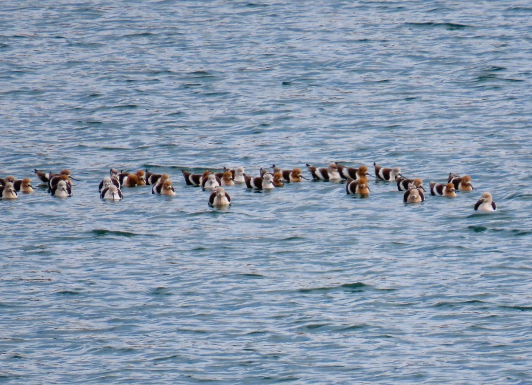 American Avocet - ML615687942