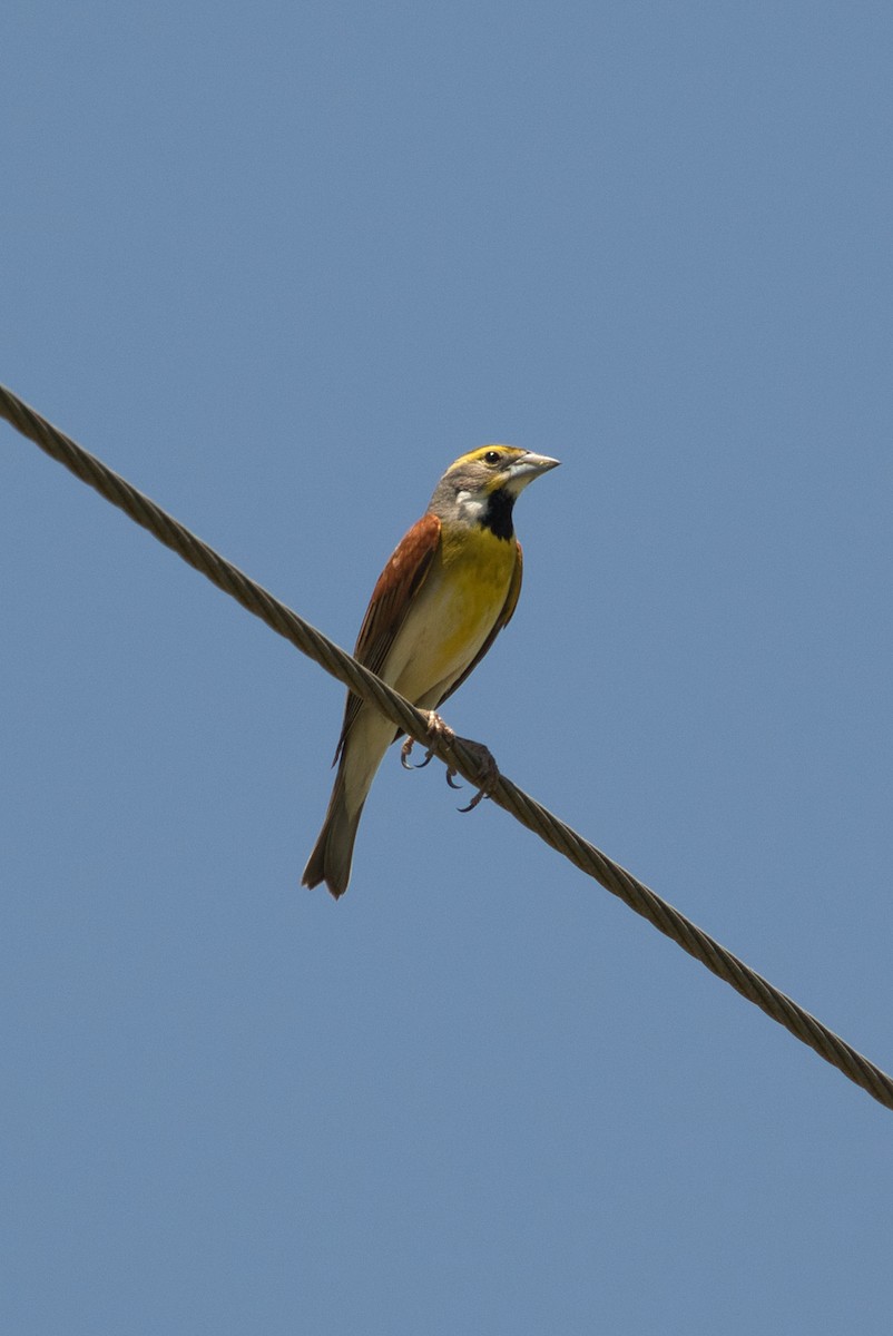 Dickcissel d'Amérique - ML615688006