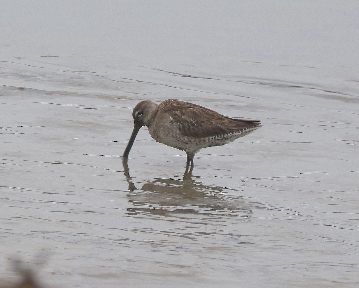 Long-billed Dowitcher - ML615688227