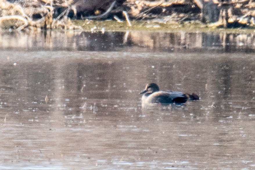 Gadwall - ML615688253