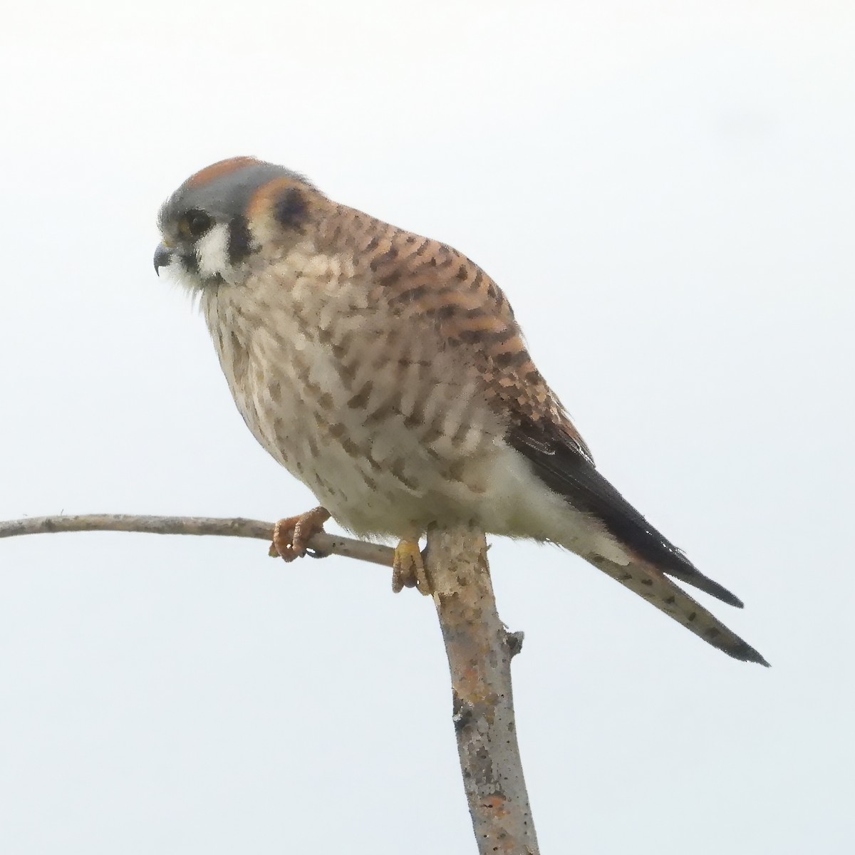 American Kestrel - ML615688392