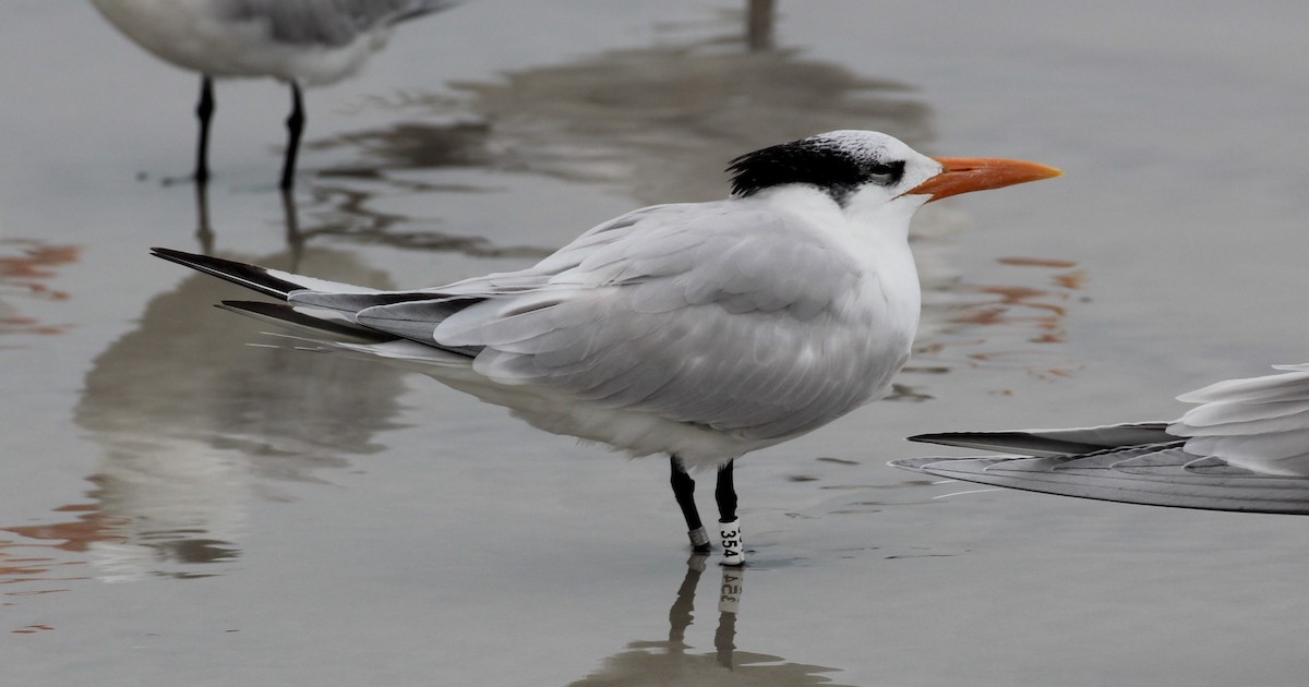 Royal Tern - ML615688421