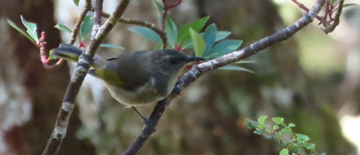 Crescent Honeyeater - ML615688527