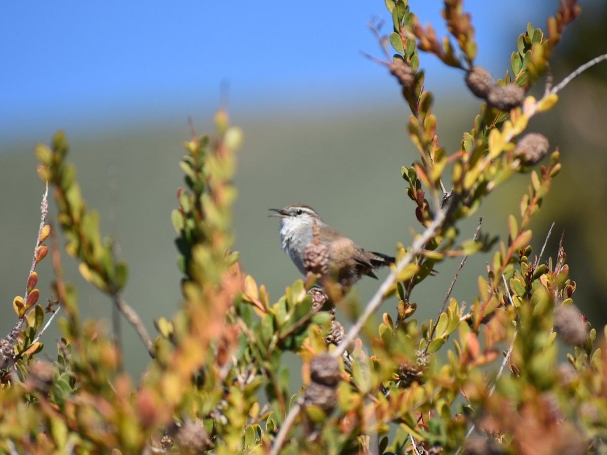 Bewick's Wren - ML615688581