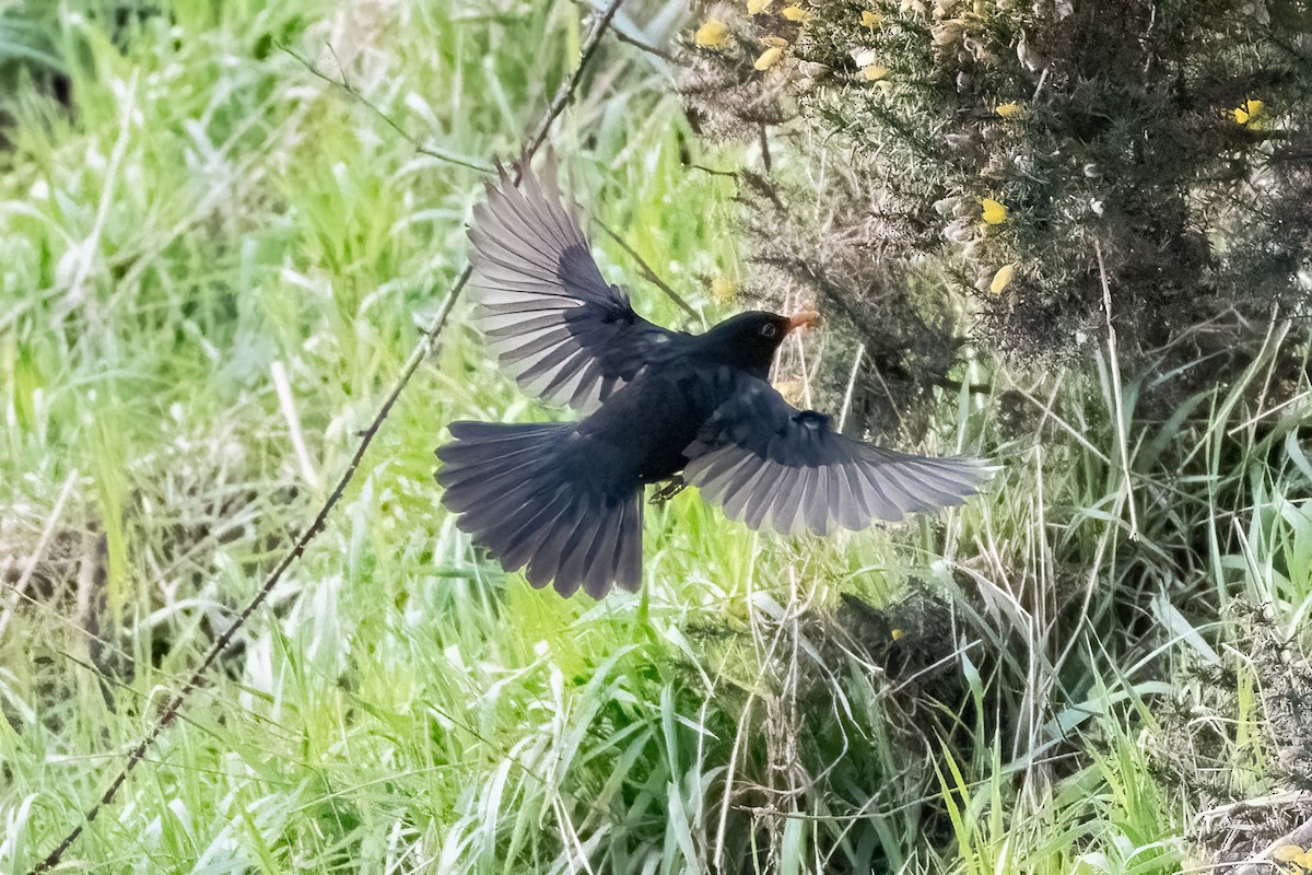 Eurasian Blackbird - ML615688623