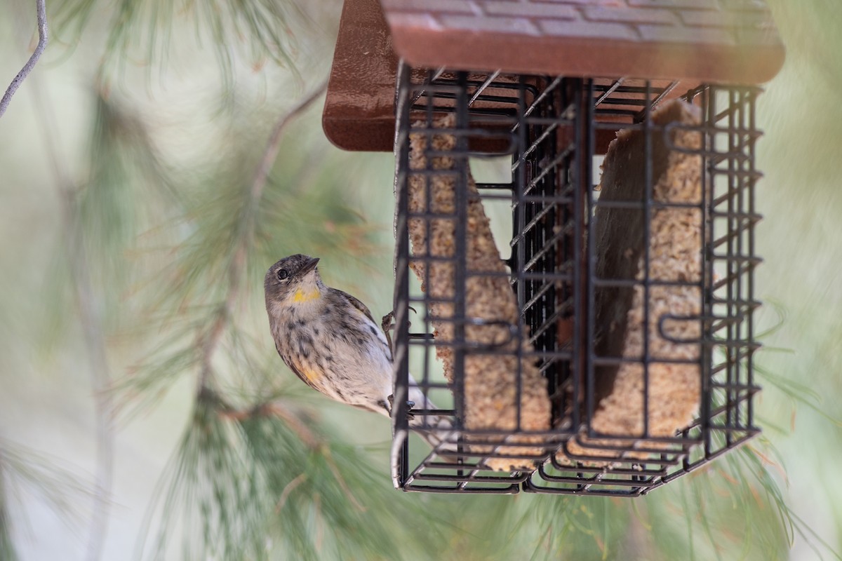 Yellow-rumped Warbler (Myrtle x Audubon's) - Michael Sadat