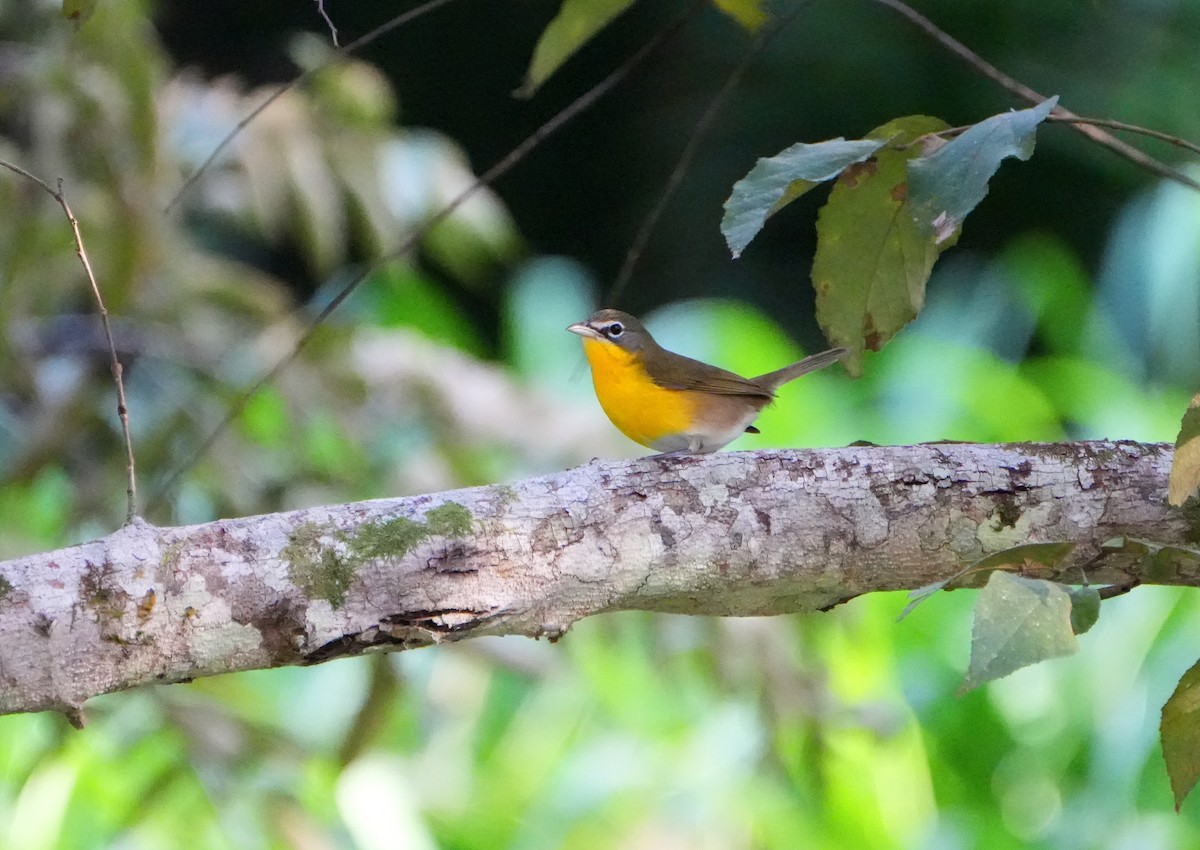 Yellow-breasted Chat - ML615688688