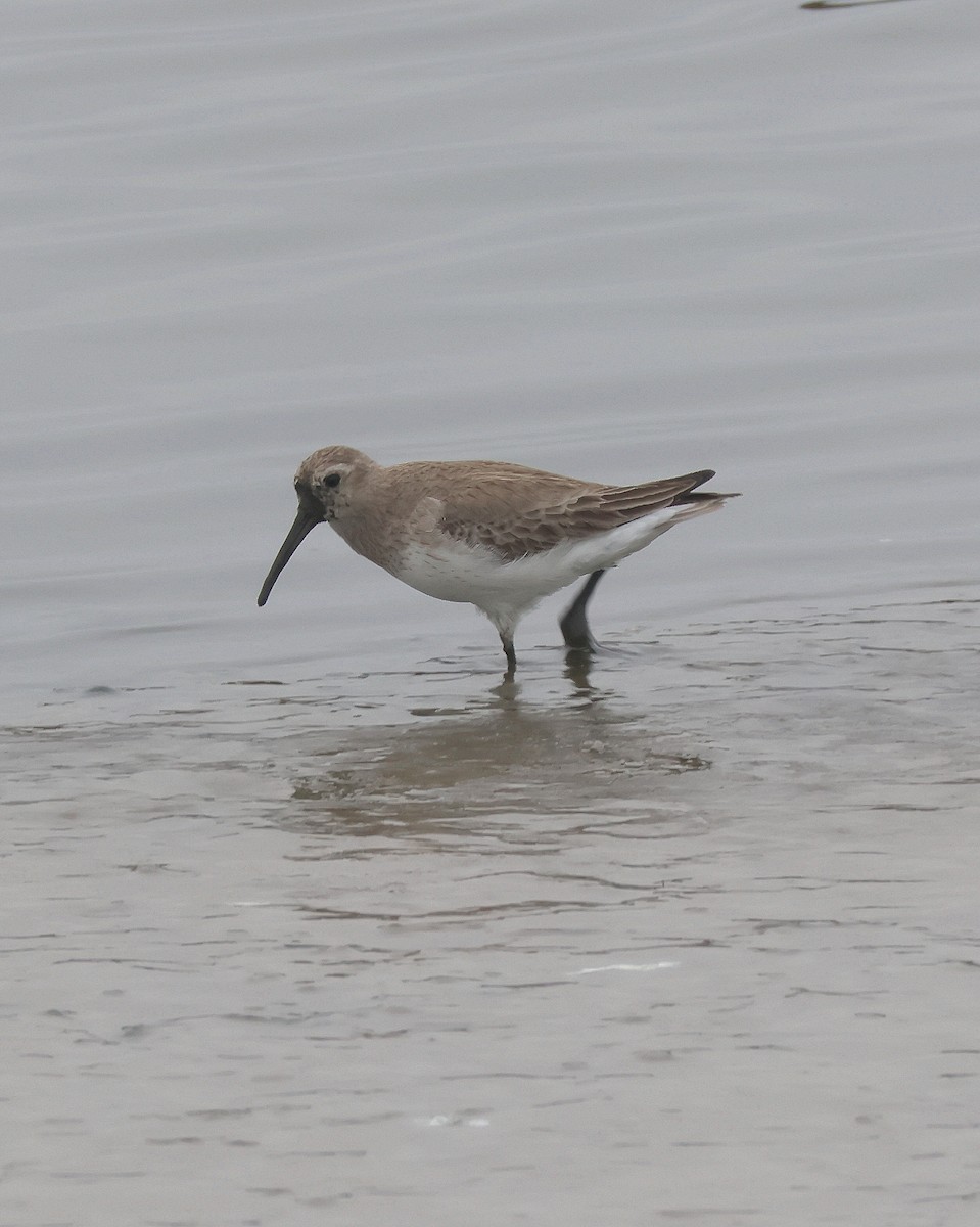 Dunlin - ML615688701