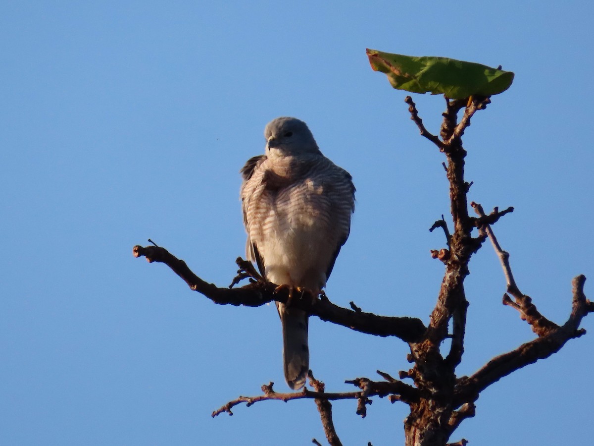 krahujec šikra [skupina badius] - ML615688754