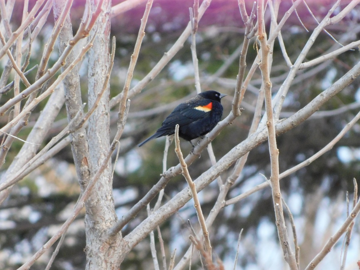 Red-winged Blackbird - Thierry Dubuc