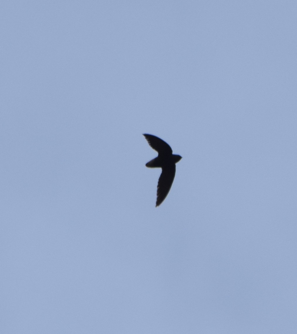 Short-tailed Swift - ML61568881