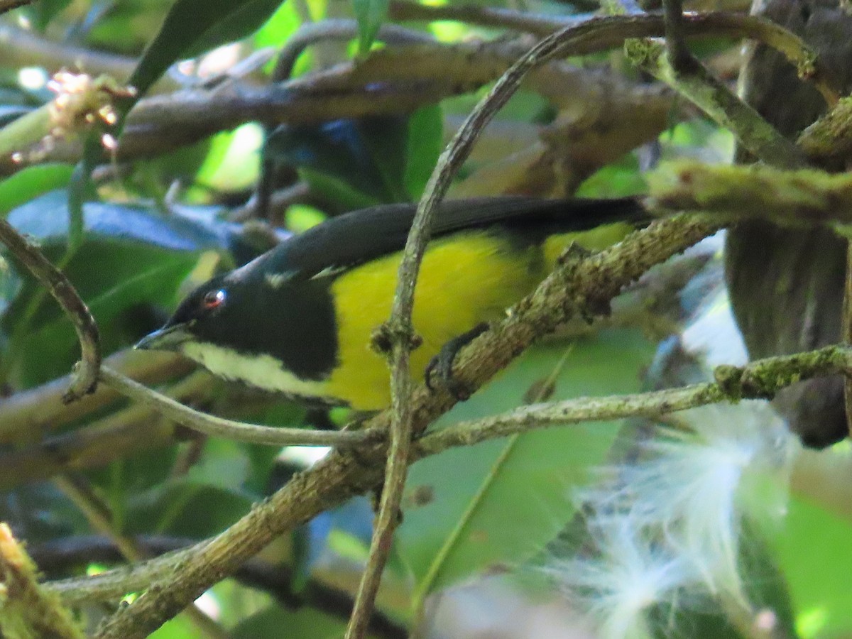 Yellow-bellied Flowerpecker - ML615688994