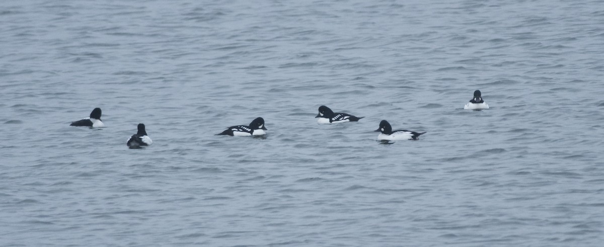 Barrow's Goldeneye - ML615689125