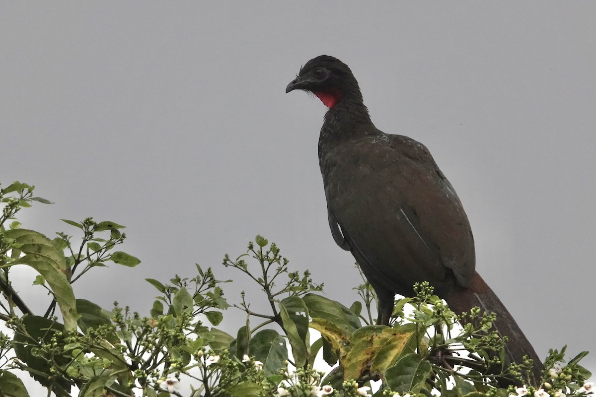 Crested Guan - ML615689204