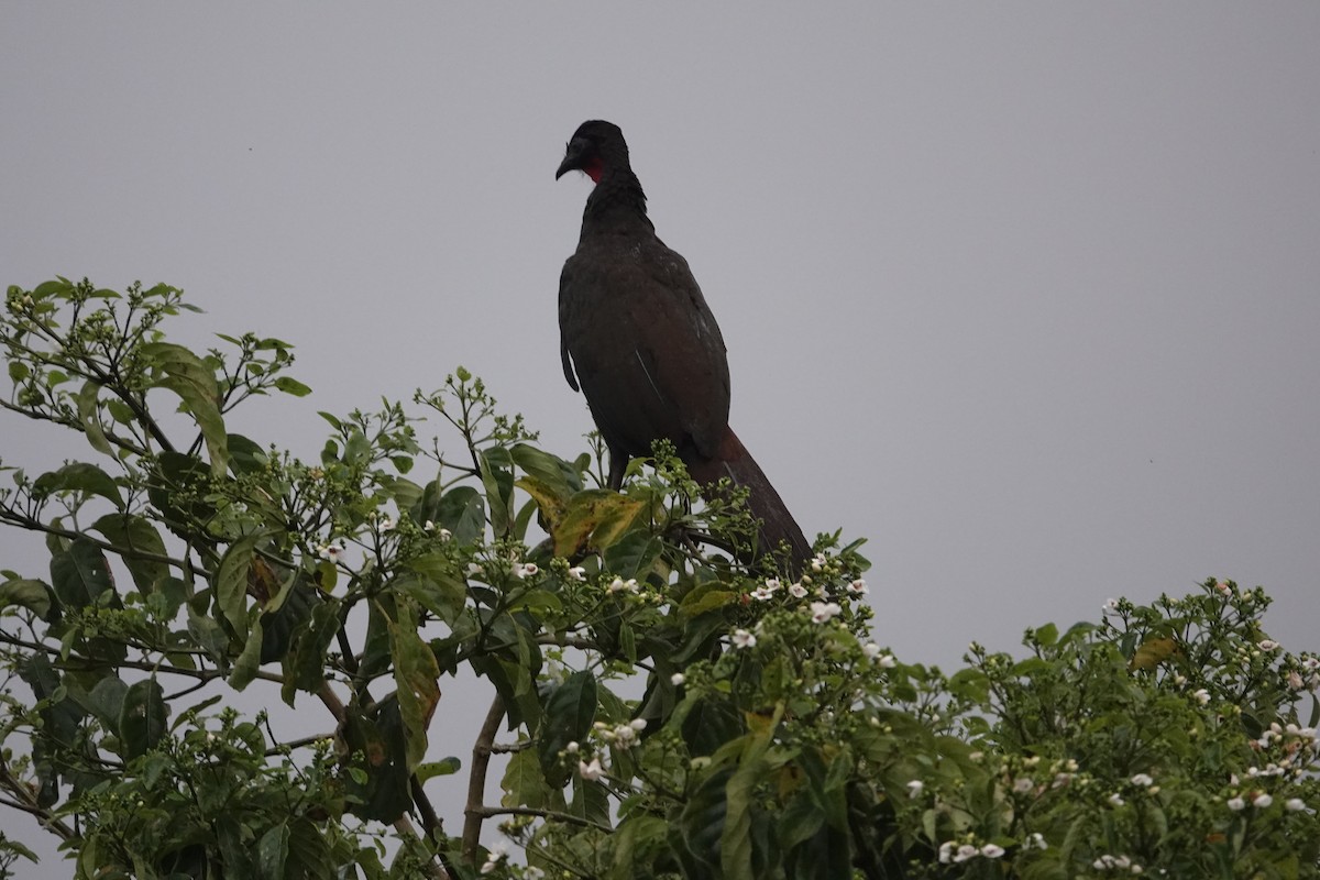 Crested Guan - ML615689205