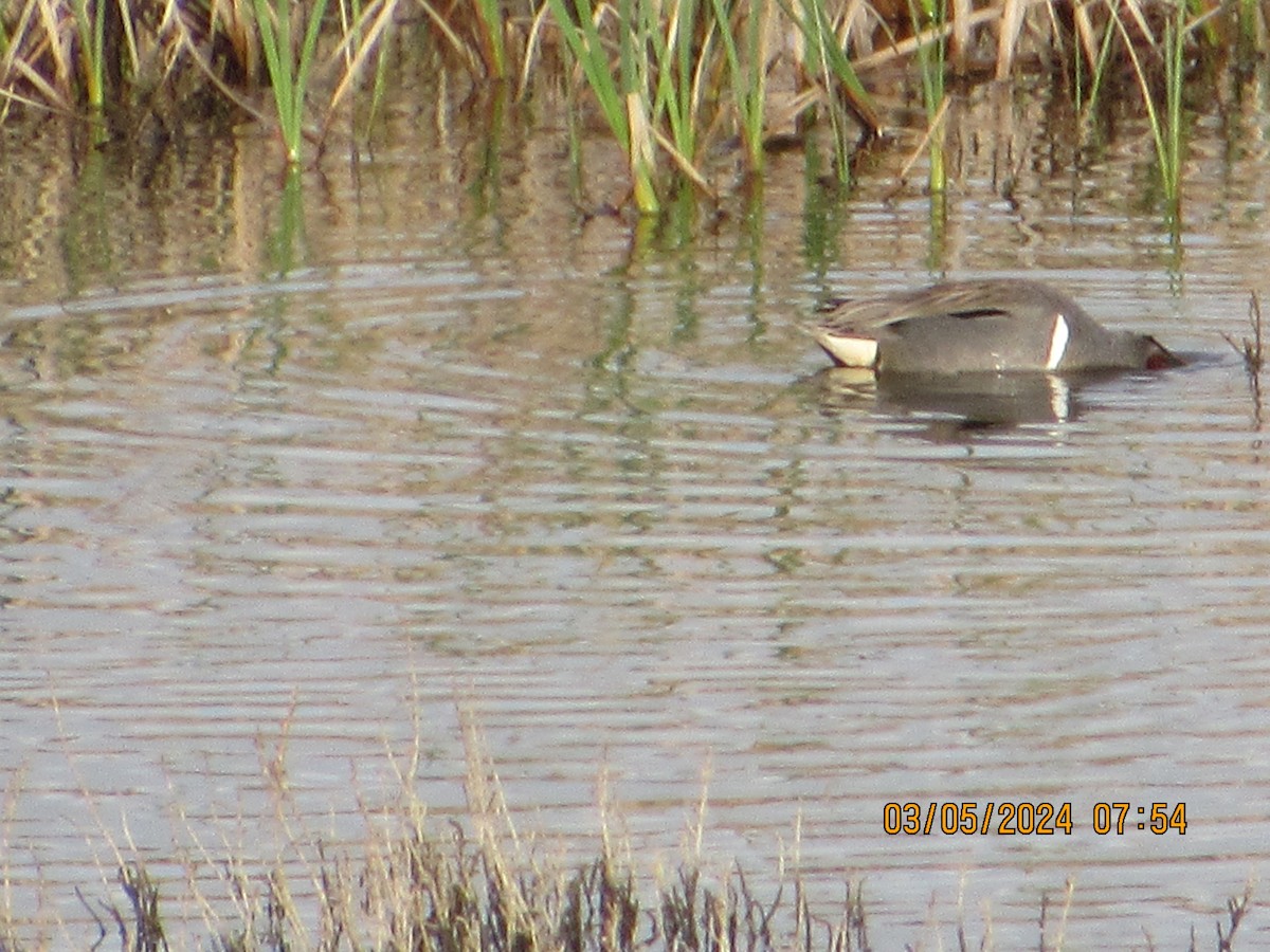 Green-winged Teal - ML615689304