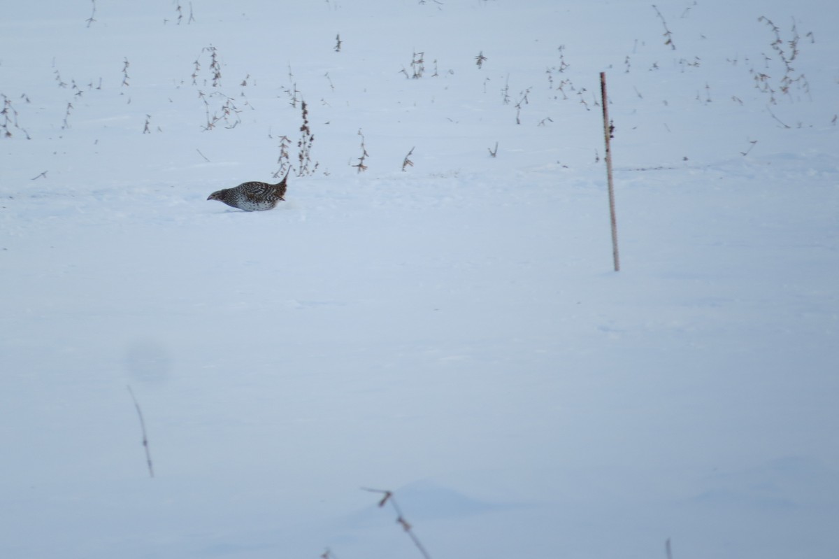 Sharp-tailed Grouse - ML615689358