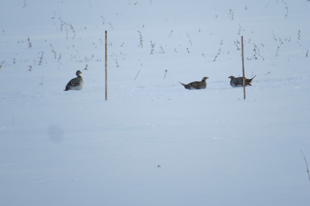 Sharp-tailed Grouse - ML615689359