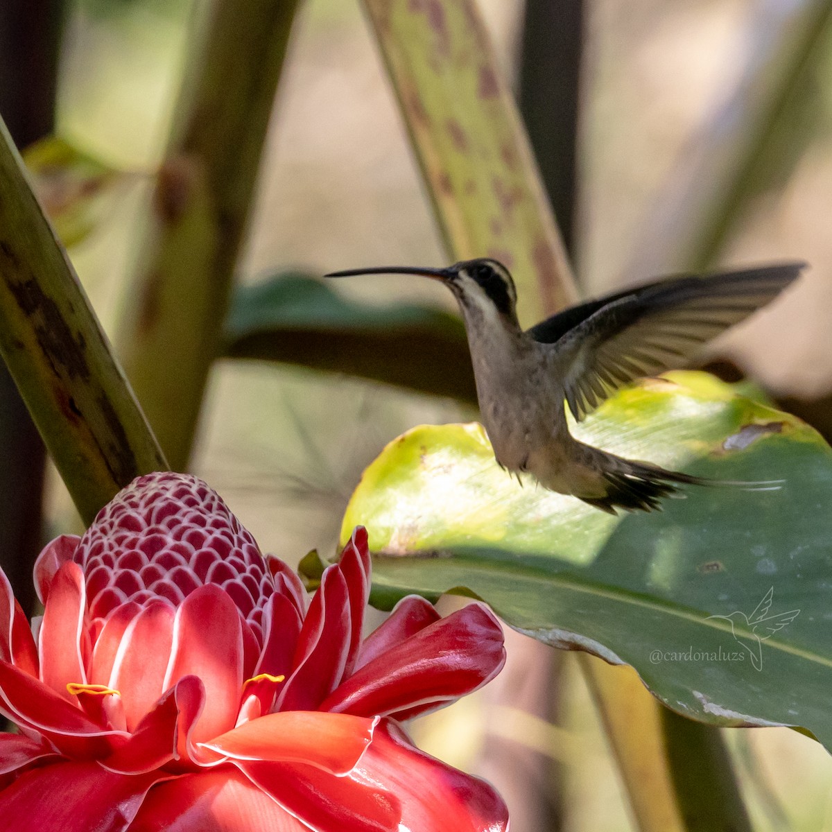 Pale-bellied Hermit - ML615689400