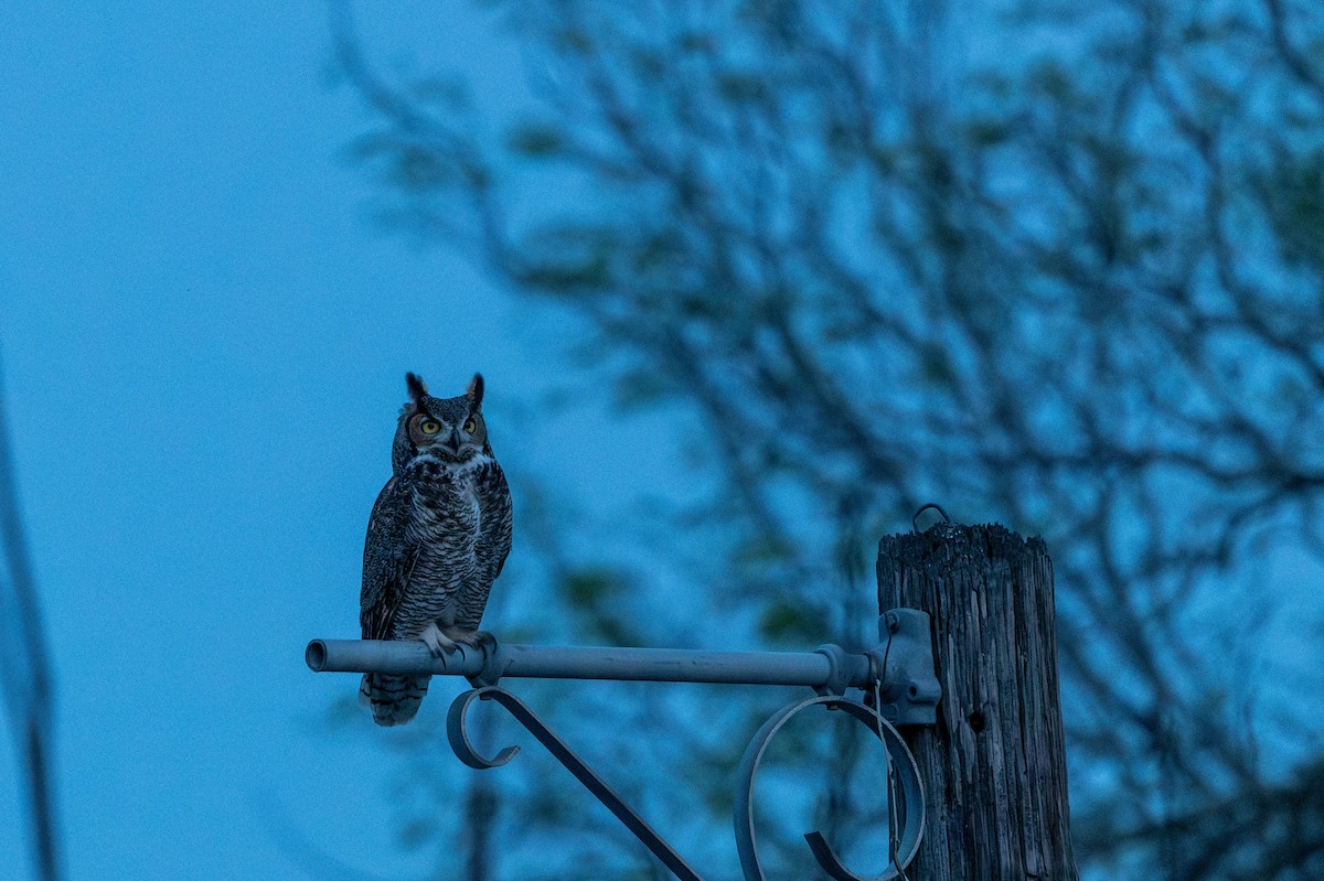 Great Horned Owl - ML615689473