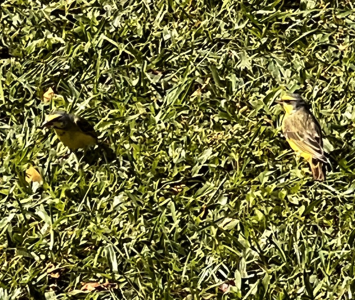 Yellow-fronted Canary - ML615689492