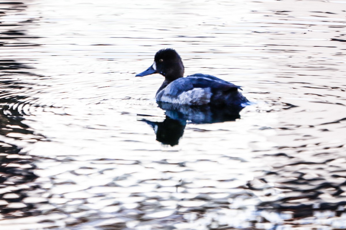 Lesser Scaup - ML615689501