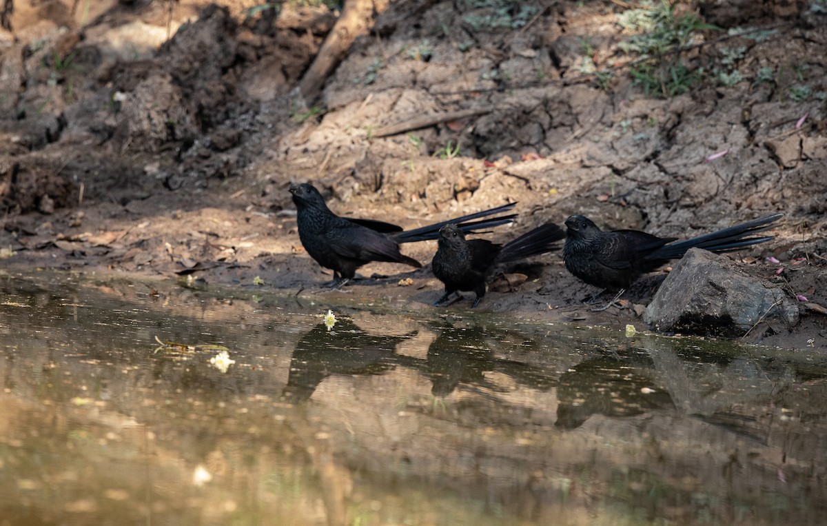 Groove-billed Ani - ML615689543