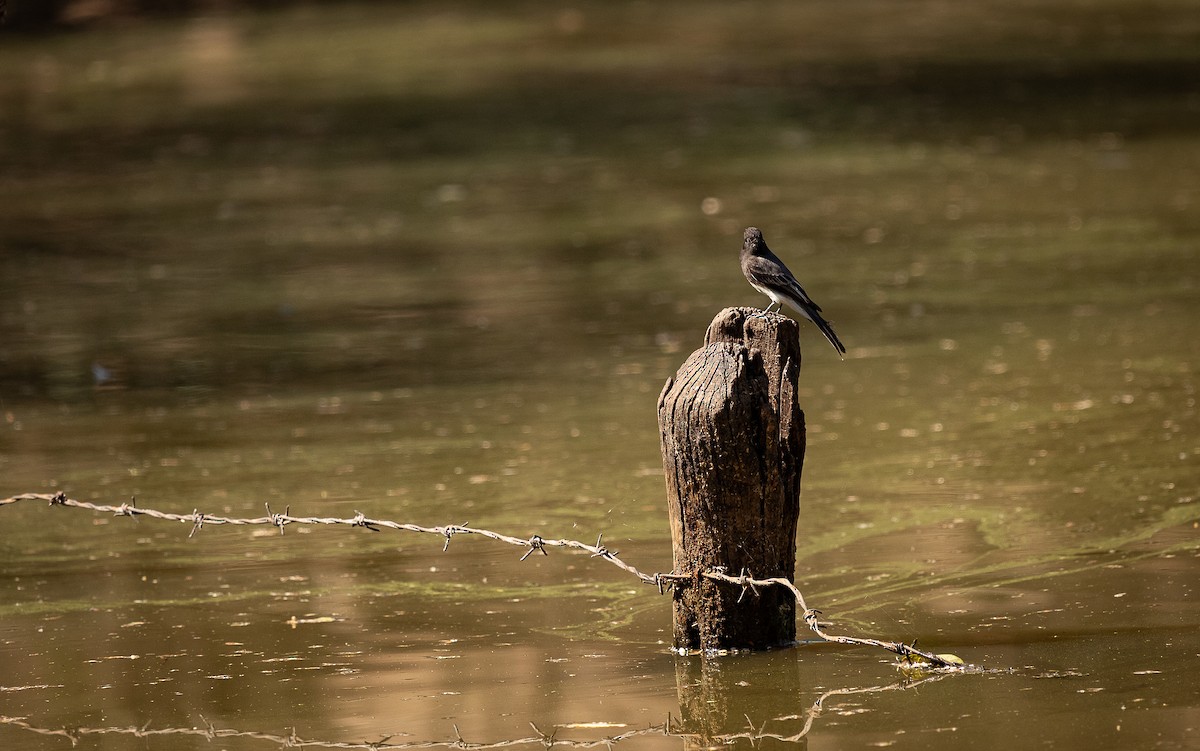 Black Phoebe - ML615689552