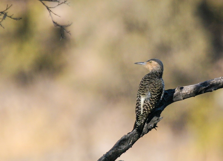 Chilean Flicker - ML615689567