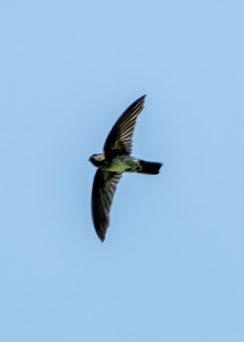 Cave Swiftlet - ML615689609