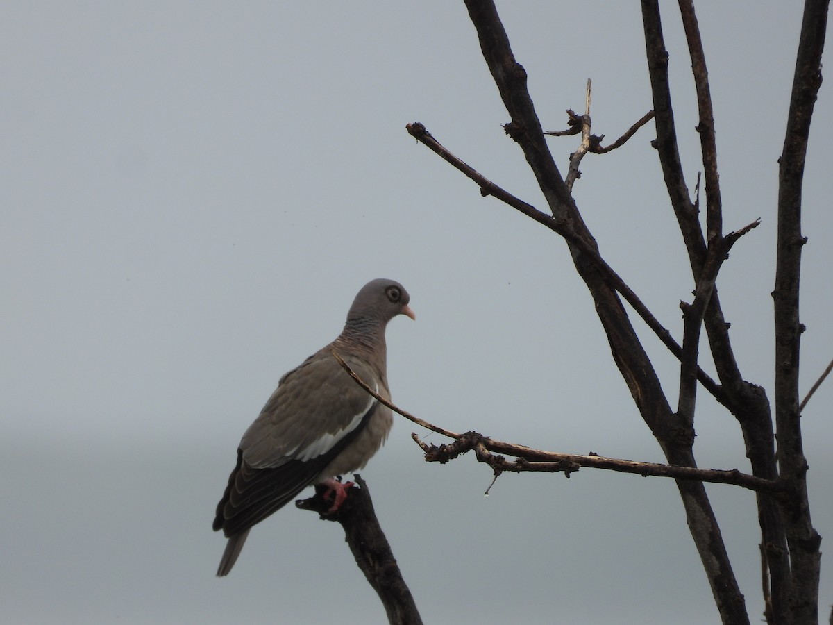 Bare-eyed Pigeon - ML615689638