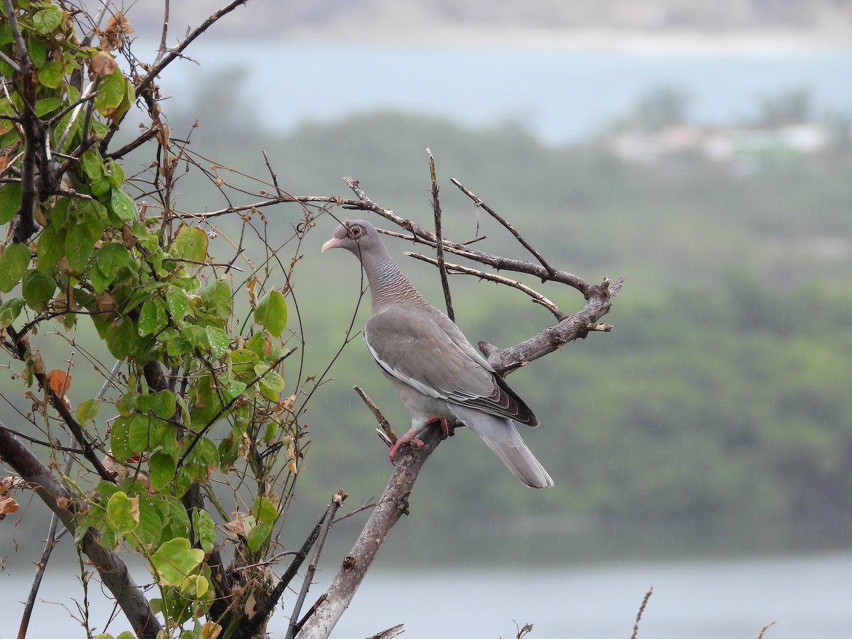 Bare-eyed Pigeon - ML615689640