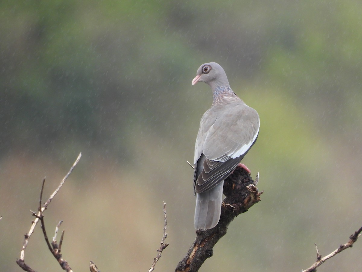 Bare-eyed Pigeon - ML615689644