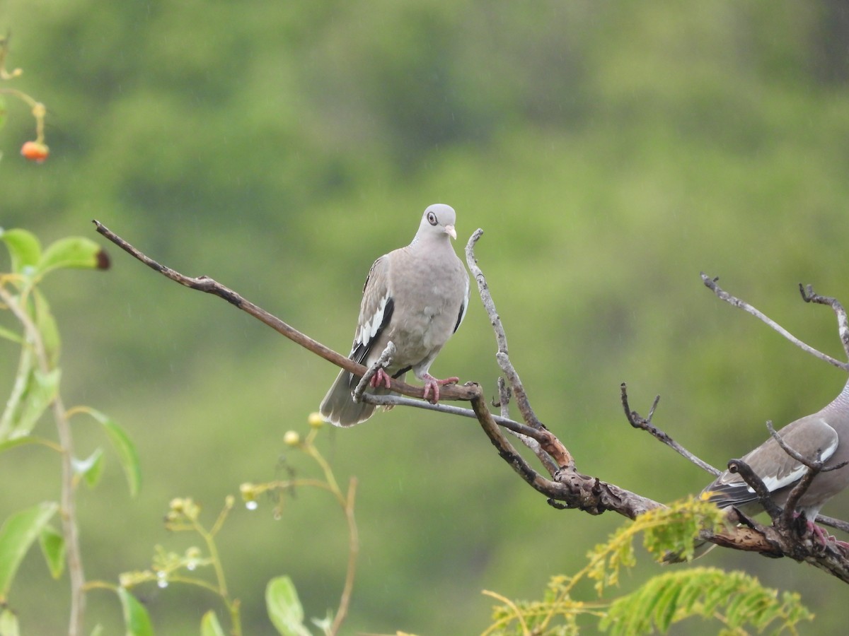 Bare-eyed Pigeon - ML615689648