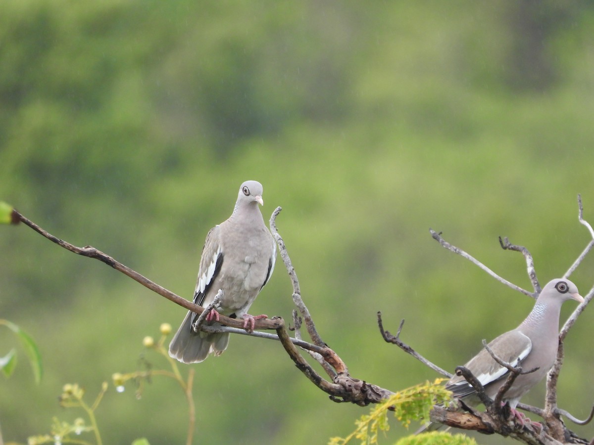 Bare-eyed Pigeon - ML615689650