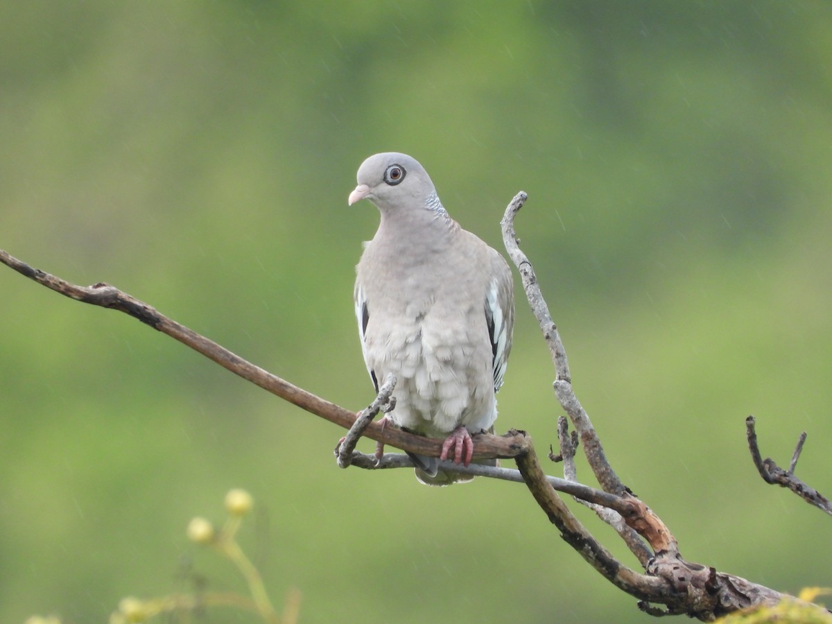 Bare-eyed Pigeon - ML615689651